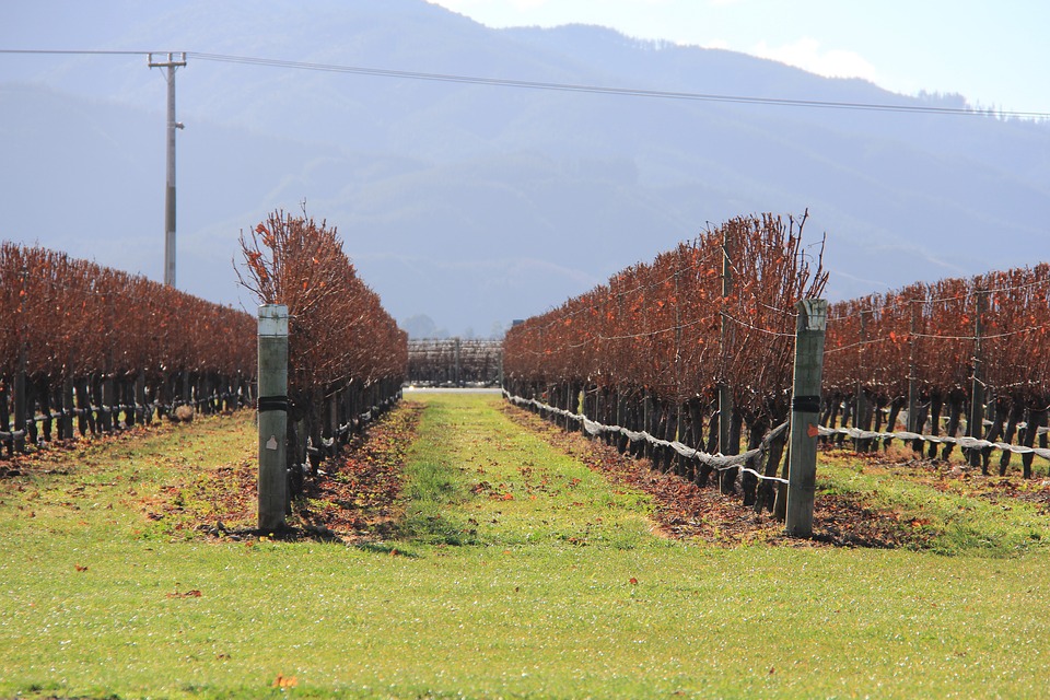 BLenheimwine2