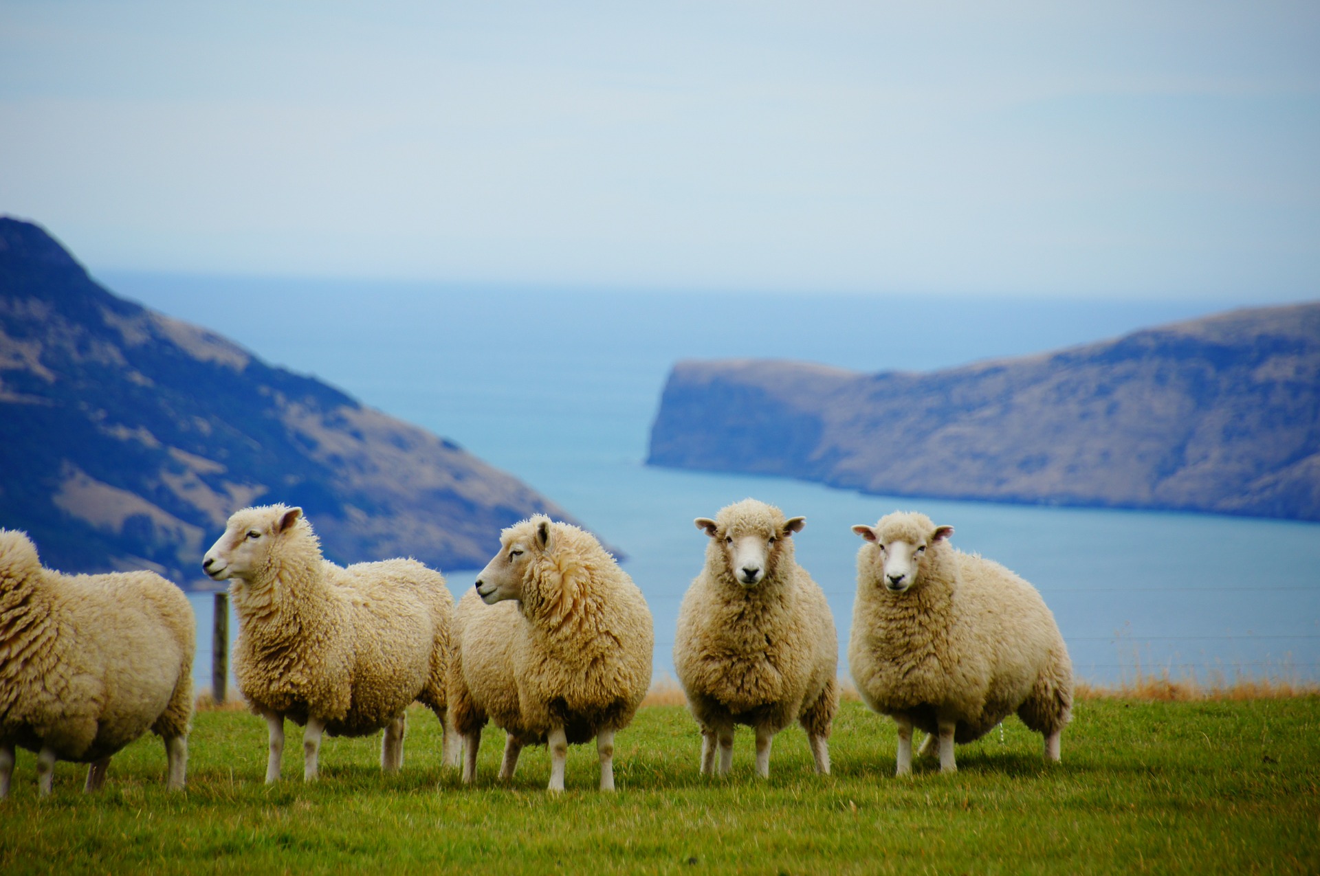 new-zealand-225540_1920