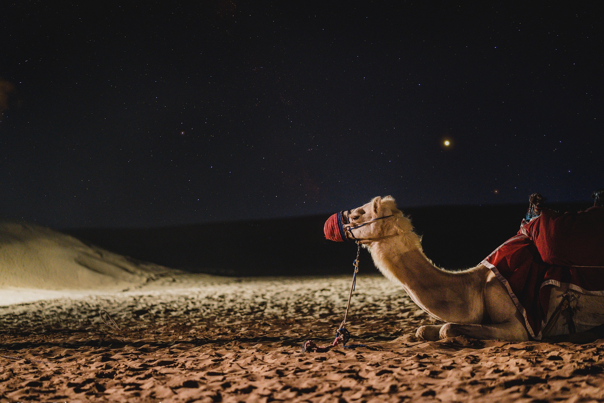 camel-g14febc545_1920